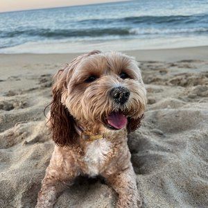 Meet your Posher, Lindsay